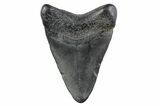 Juvenile Megalodon Tooth - South Carolina #362219-1